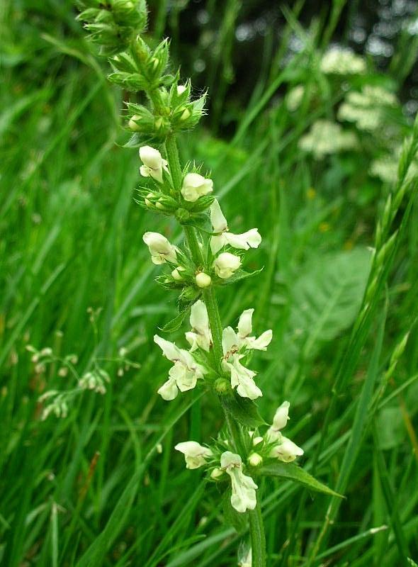Stachys recta / Stregona gialla